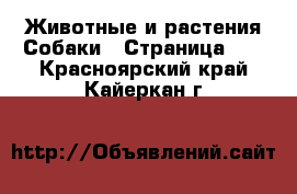 Животные и растения Собаки - Страница 18 . Красноярский край,Кайеркан г.